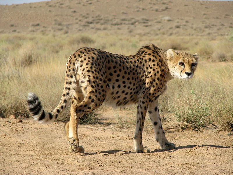 Iranian Cheetah Conservation